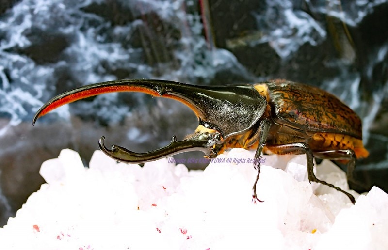 2020,2/4 新着WILD エクアドル便 Dynastes世界最大ヘラクレス