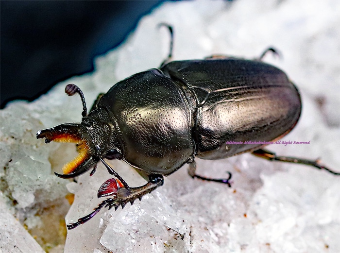 宝庫オーストラリアの美麗種!! 2021年2月羽化 CBF2 ブラック!! インス
