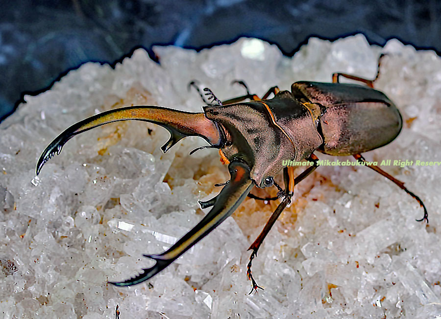 2021 6/9 新着WILD インドネシア便 色彩豊富な!! トルンカートゥス