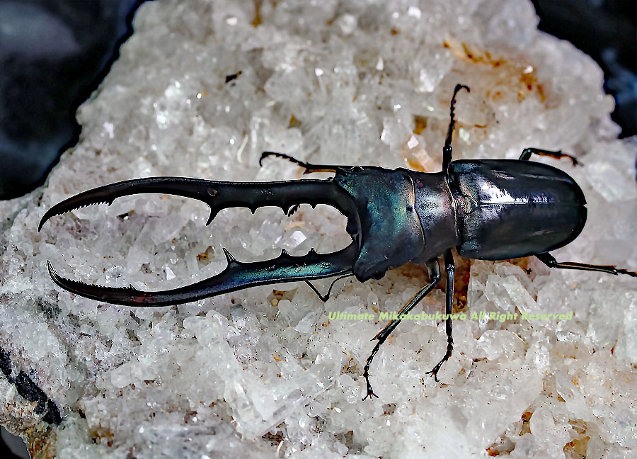 2021 6/9 新着WILD インドネシア便 No,1ペレンの美麗種