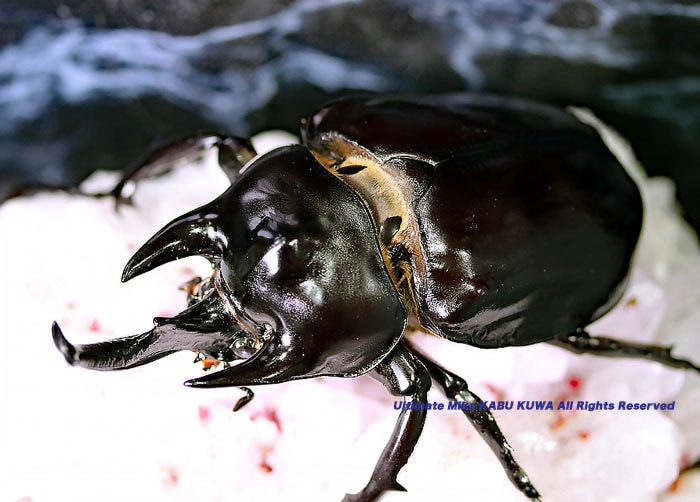 南米ペルーの巨大重戦車!! レックスゾウカブト CBF1 2021年9月孵化 2令