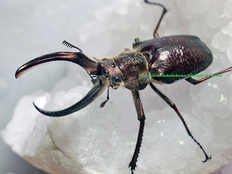 ペルー産ギガンテウスシワバネクワガタ83mm ペア