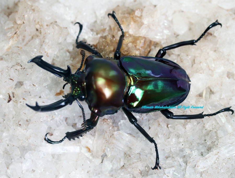 The world No,1の美麗種!! 2024年2月孵化 CB スペシャル個体(美しさが