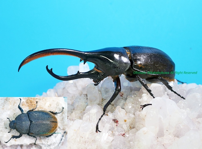 2024,5/1 新着WILD 浅草導夢!!南米エクアドル便 最高峰!!ヘラクレス