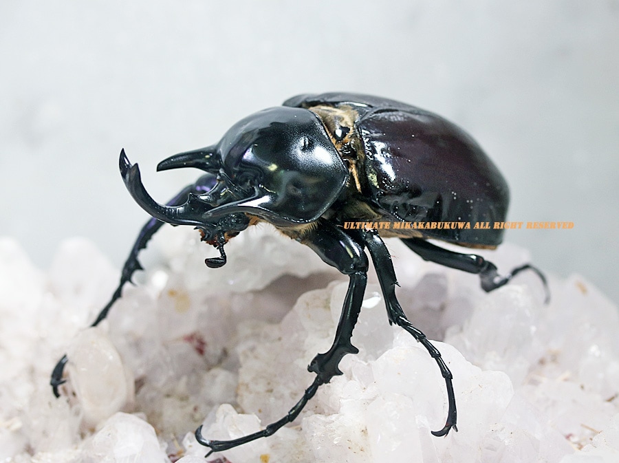 2018-2019年・新種記載 メガソマ・最高峰!! WF2 2023年7-8月羽化 即