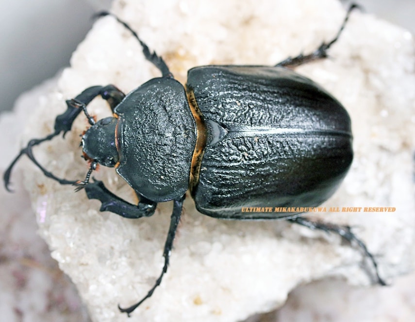 入手がとても難しいメガソマの♀です!! WF5 2023年7月羽化 即ブリード