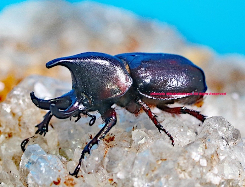 2024,11/1 新着WILD 南米コロンビア・サプライズ便 日本初入荷・世界最