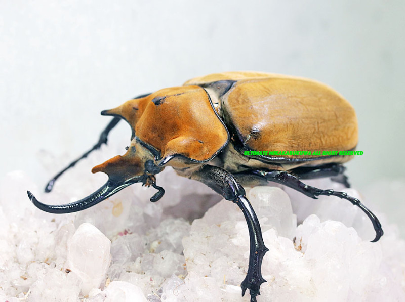 WILD入荷絶望・世界最高峰!! 2024年4月孵化 CBF1 イイジマゾウカブト 3