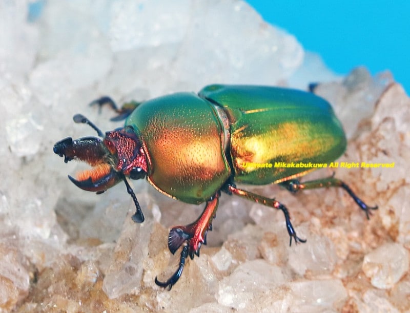 2024,12/2 新着WILD サプライズ・オーストラリア便 新産地初来日