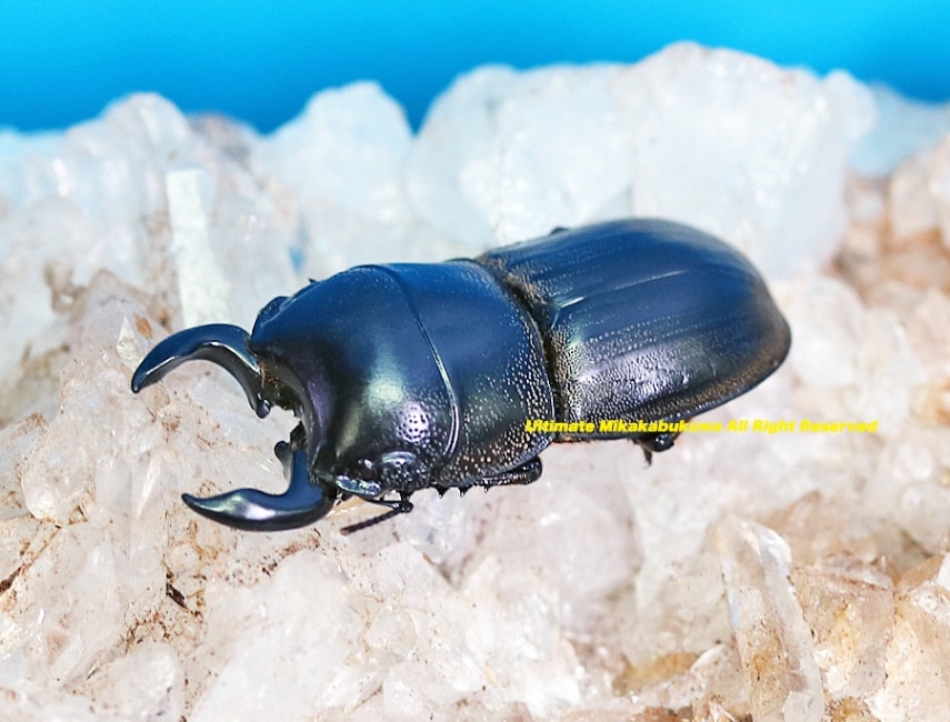 2024,12/2 新着WILD サプライズ・オーストラリア便 世界最高峰