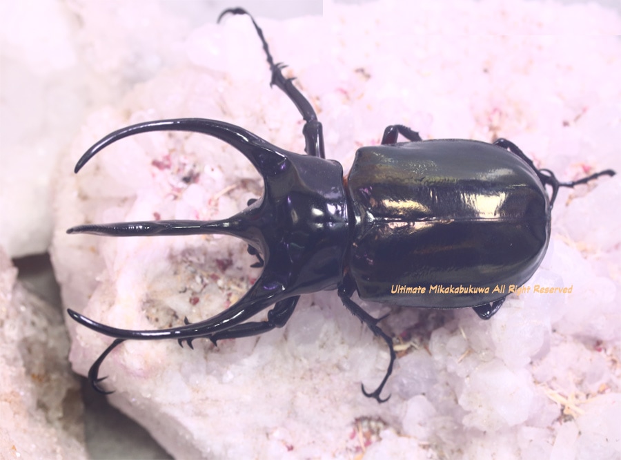 2024年WILDからの 2024年10月初旬から孵化 WF1 人気爆発中!! タイリク