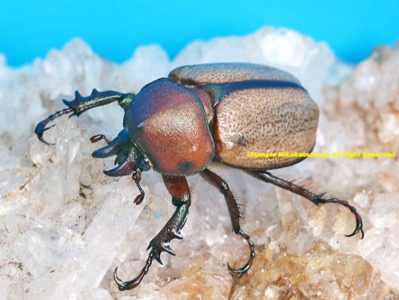 2024年WILDからの 初入荷種!! 2025年1月中旬&2月初旬から孵化 WF1 世界