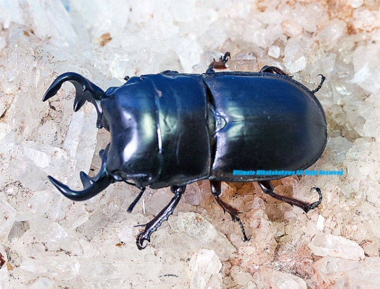 2025,3/10新着WILD Limited Luxury Ultimate 1 世界最高峰&日本初入荷