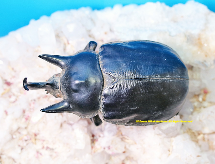 コロンビア産 レックスゾウカブト 112mm コロンビア産 レックス