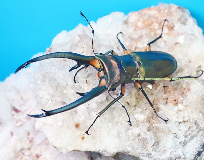 2025,4/18 新着WILD 直輸入インドネシア便 世界最大キクロ!! エラフス