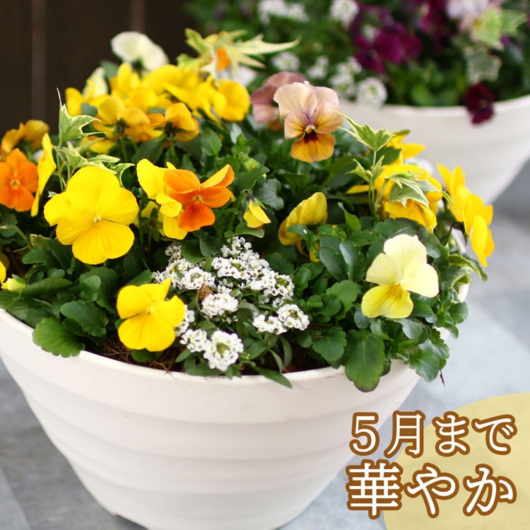 ビオラの寄せ植え[サニー(プランターver] | ハンギング＆寄せ植えの全