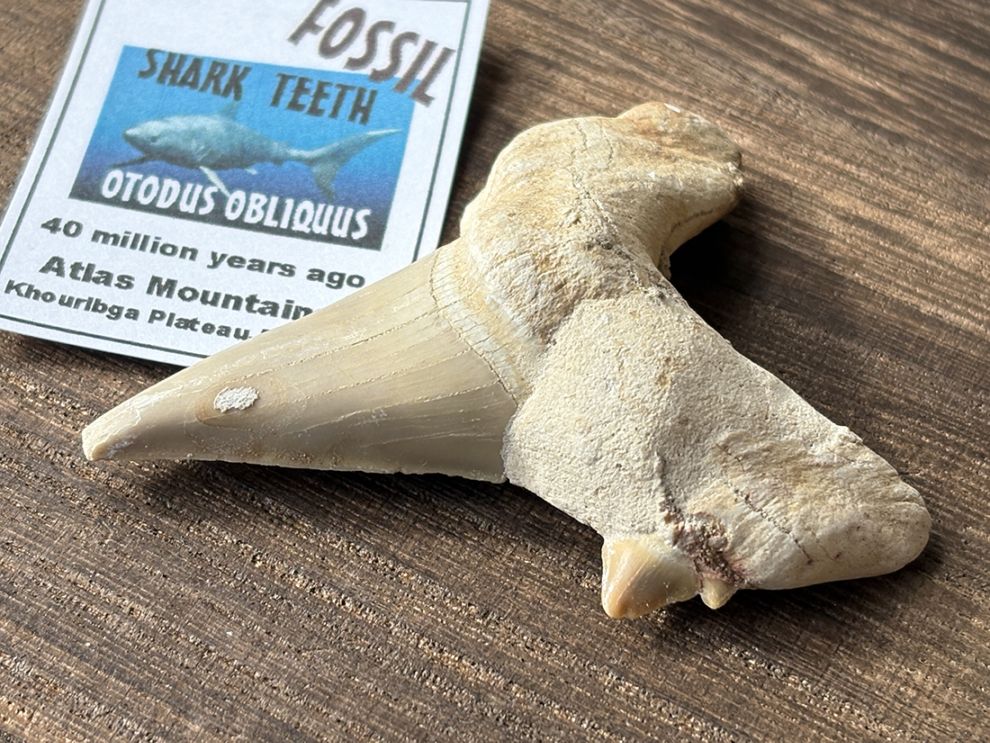 モロッコ産 オトドゥス (サメの歯) 化石 / Otodus Obliquus Fossil