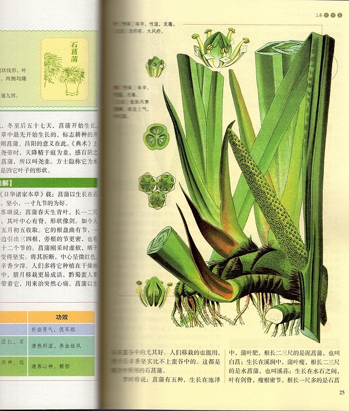 図解 神農本草経 中国漢方薬経典 中医薬草図鑑 中国語書籍/彩色图