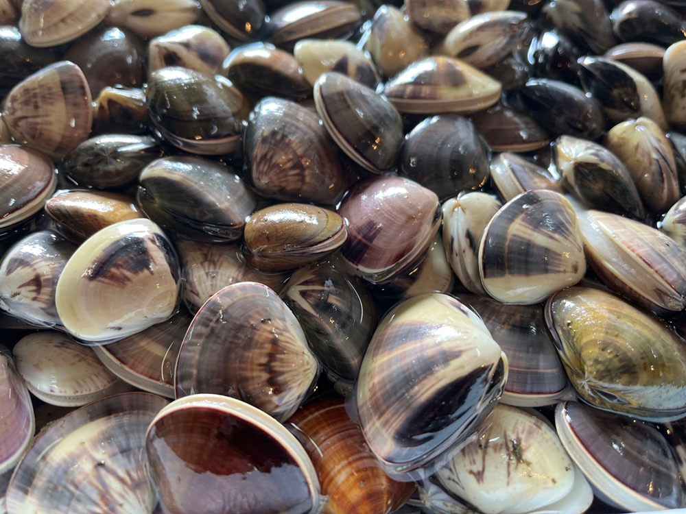 九十九里産 はまぐり お取り寄せ｜砂抜き済み冷凍・国産はまぐり通販