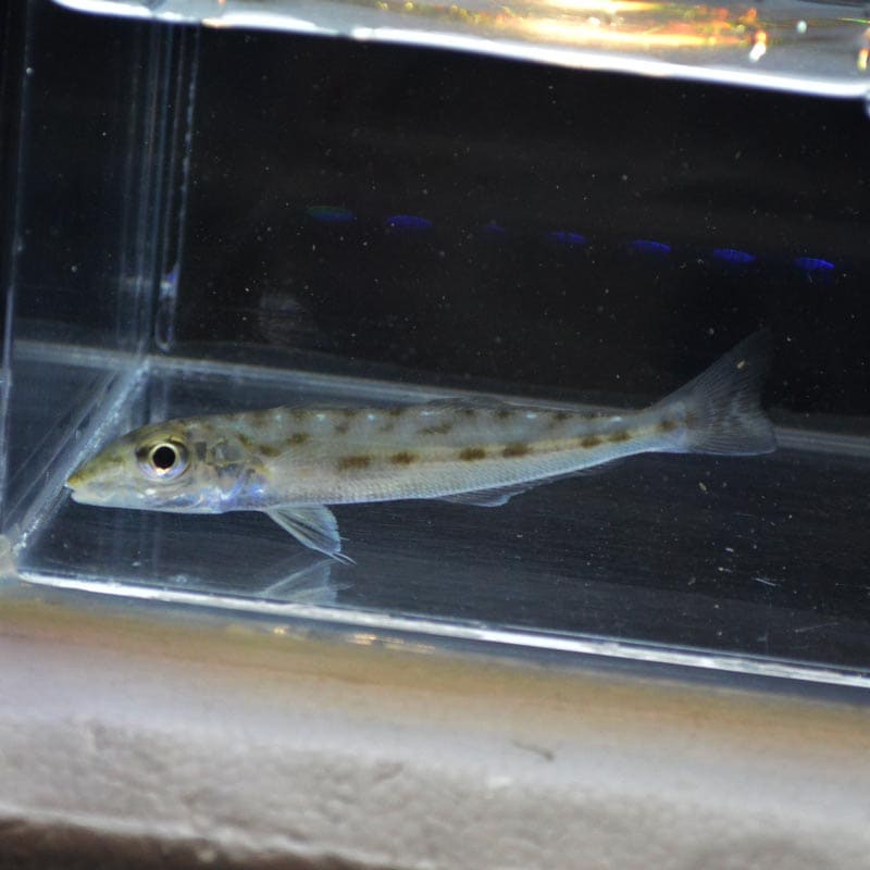 ホシギス【近海産】 | 海水魚図鑑（過去入荷）,海水魚,その他 | やどかり屋