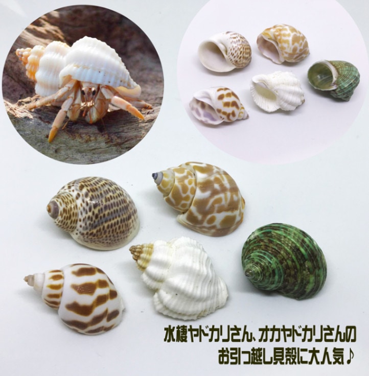 ヤドカリ引越用貝殻 S-M5個セット（殻口約1.3～2cm） | すべての商品