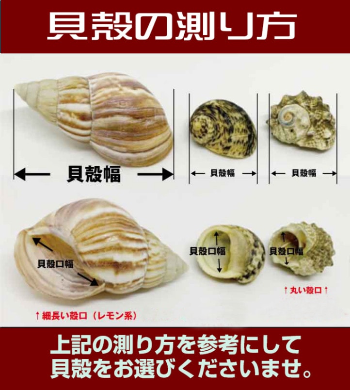 サザエさん 05【殻口約20-25mm】 | 貝殻,オカヤドカリ用貝殻,L