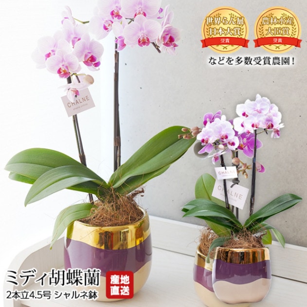 胡蝶蘭 ミディ胡蝶蘭 2本立 4.5号 シャルネ鉢 椎名洋ラン園 産地直送