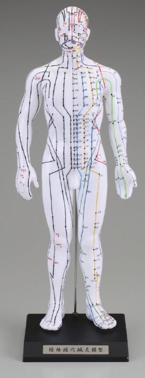 鍼灸治療材料 － 経穴人形 けいけつくん（日本語表記） － の専門