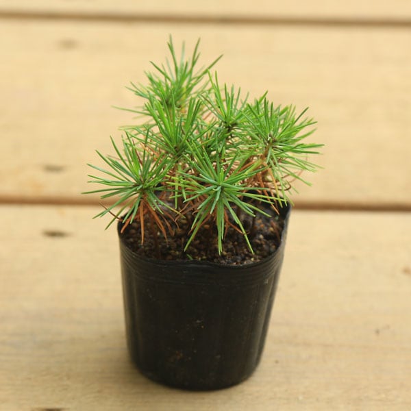 苗：黒松寄せ（赤ちゃん苗）くろまつ/クロマツ | すべての商品 | 遊恵