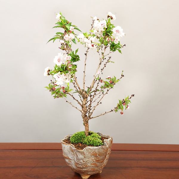 ミニ盆栽 ：富士桜淋宝（信楽花型小鉢）*苔と受け皿付き【送料無料