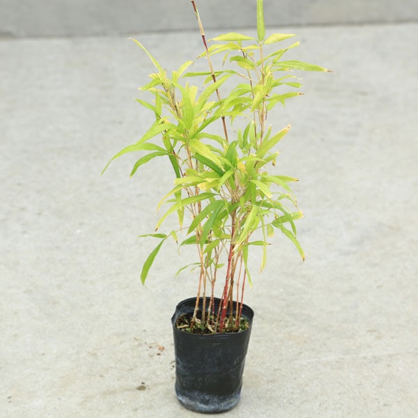 苗：朱竹・紅寒竹 | 盆栽素材,苗(雑木) | 遊恵盆栽 本店