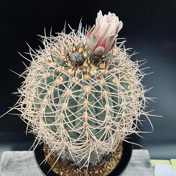 サボテン：ギムノカリキウム 光琳玉 ツギ（竜神）*幅15cm 現品！一品