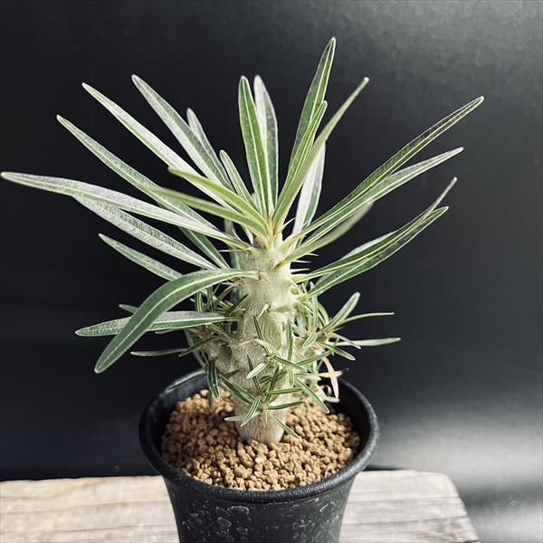 ☆特価☆コーデックス：パキポディウムhyb. (ラメリー×グラキリス