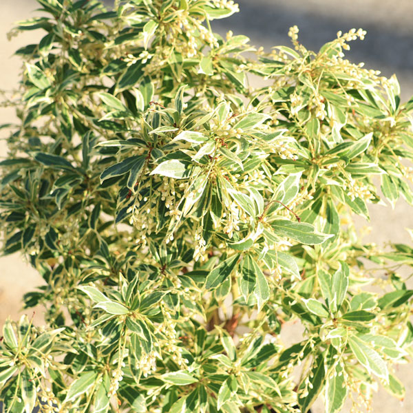 N*T様 斑入りアセビ/ホワイトリム/優良株【現品発送】管理70856 庭木