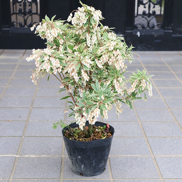 N*T様 斑入りアセビ/ホワイトリム/優良株【現品発送】管理70856 庭木