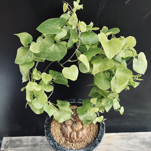 コーデックス：アフリカ亀甲竜*塊根幅5cm | サボテン＆多肉植物