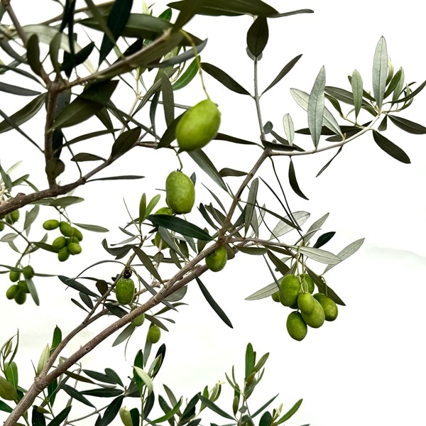 シンボルツリー 観葉植物：オリーブの木 ジャンボカラマタ*10号 現品を