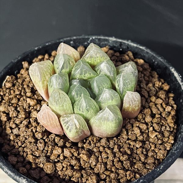 多肉植物：ハオルチア マリン×オブツーサ錦の実生*幅5cm | サボテン