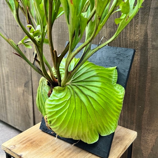 おしゃれ 観葉植物：ビカクシダ コウモリラン リドレイ板付け*大 現品