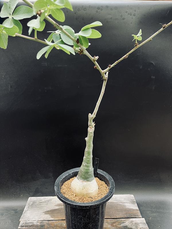 ☆特価☆コーデックス：アデニア グラウカ*塊根幅8cm 現品！一品限り