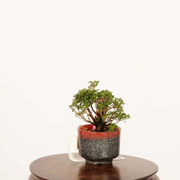 盆栽：早乙女さつき 現品*皐月 サツキ satsuki bonsai ミニ盆栽 | 新着