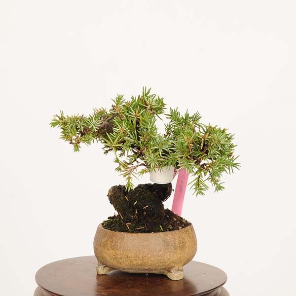 盆栽 特選：杜松(としょう) 現品*トショウ Juniperus rigida Tosyo