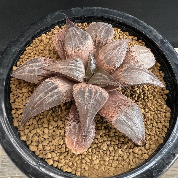 多肉植物：ハオルチア バディアhyb.*幅11.5cm 現品！一品限り