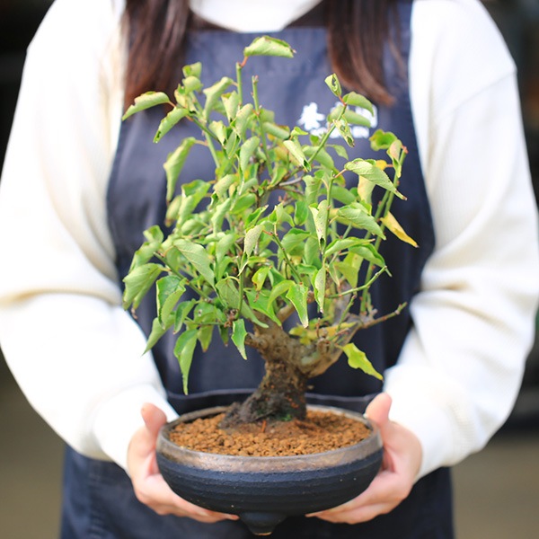 梅盆栽：八重野梅*（信楽焼黒イブシ金彩鉢）（2026年開花終了）やばい