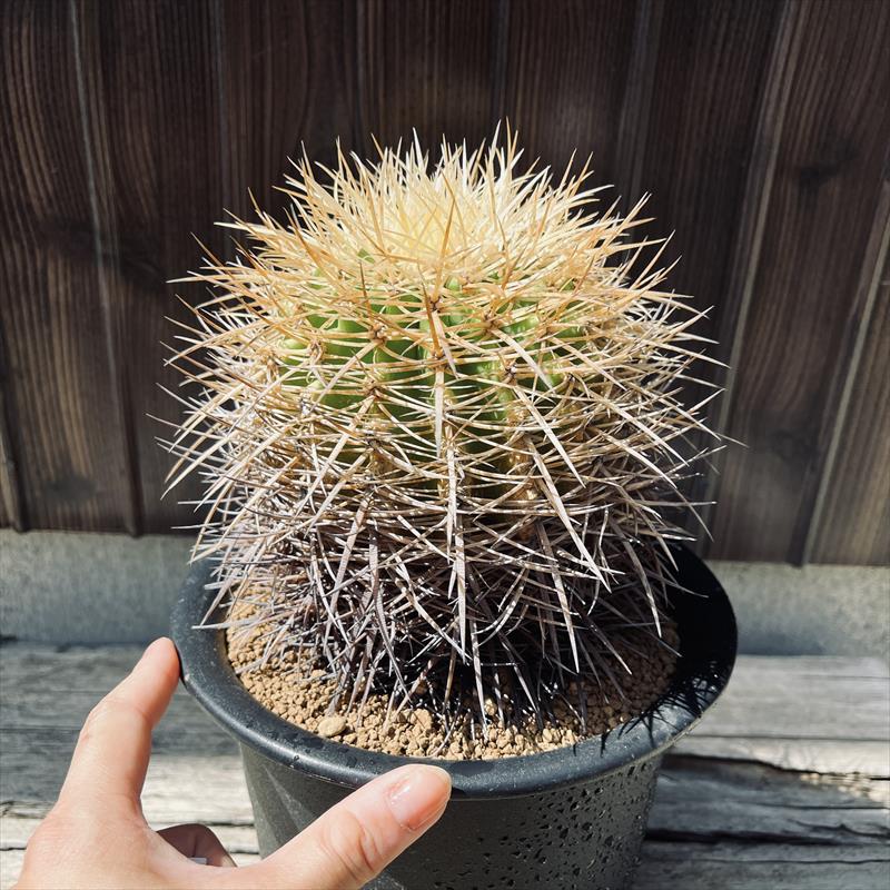 サボテン：エキノカクタス 金鯱*幅13cm 現品！一品限り | サボテン