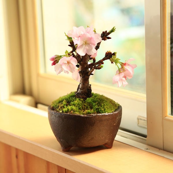 桜盆栽 鉢色選べる：ミニ太 一才桜（信楽焼足付浅鉢）*【2024年開花
