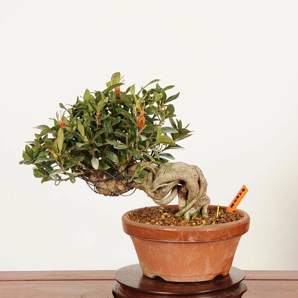 盆栽：実成梔子 *現品 一点物くちなし クチナシ Minarikuchinashi