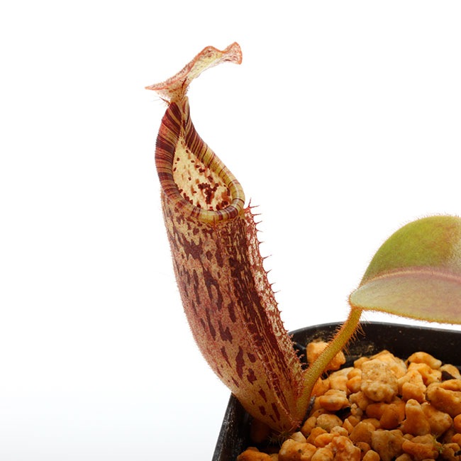 Nepenthes (bubidgeae x veitchii) x hurrelliana [ ネペンテス