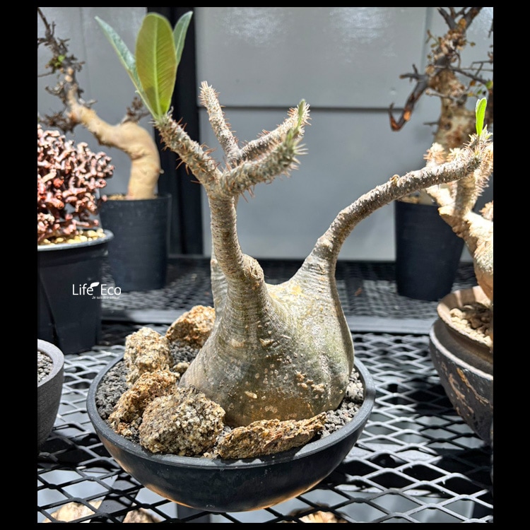 塊根植物【一点物】パキポディウム・グラキリス / 幹幅約11cm×高さ27cm