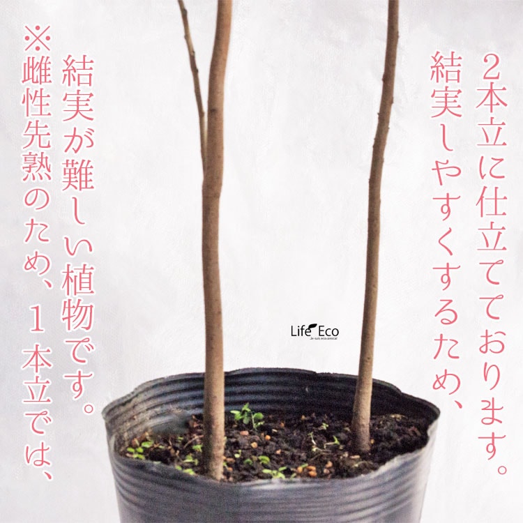 庭木・植木 ポポー（ポーポー） 4年生苗【実生】 2本立 / 5寸・約H40～60cm